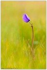 Anemone credo... Anemone credo...