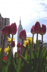 il tulipano ed il grattacielo il tulipano ed il grattacielo