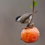 La cincia sul caco La cincia sul caco