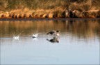 panning bird...