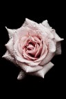 Rosa rosa Rosa rosa