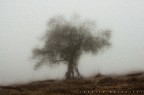 l'ulivo l'ulivo