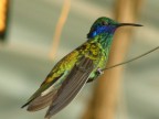 Colibrì Colibrì