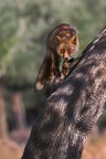 Quasi un leopardo Quasi un leopardo