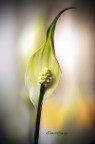 macro macro