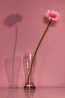 Tutto rosa... Tutto rosa...