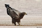 Aquila delle steppe