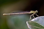 Damigella Damigella