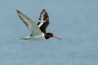 Beccaccia di mare (Haematopus ostralegus)