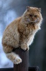 Solo un gatto Solo un gatto