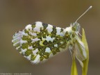 Anthocharis cardamines maschio Anthocharis cardamines maschio