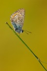 ...Aricia Aegestis ...Aricia Aegestis