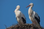 Canon EOS 40D - Sigma 150-500mm F5-6.3 APO DG OS HSM a 439 mm - f/8,0 - 1/500 sec. - ISO 100 - no crop - cavo di scatto - treppiede

[b][url=http://i246.photobucket.com/albums/gg102/megapixel_2008/Uccelli/IMG_6443_filtered.jpg]Foto ad alta risoluzione (1200 pixels)[/url][/b]