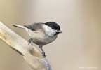 Cincia-bigia-(Parus)
