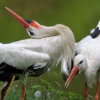 Danza delle cicogne Danza delle cicogne