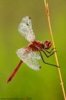 Sympetrum Fonscolombii Sympetrum Fonscolombii