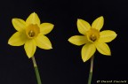 narcisi.. narcisi..