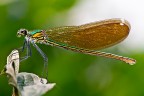 Calopteryx splendens (f) Calopteryx splendens (f)