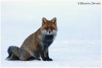 Volpe rossa fotografata in Valsavarenche lo scorso Dicembre.
Commenti e consigli molto graditi!