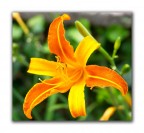 Une bel fiore Une bel fiore