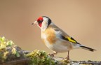 Cardellino (Carduelis carduelis) Cardellino (Carduelis carduelis)