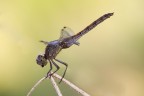 Libellula sul trespolo Libellula sul trespolo