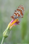Melitaea didyma Melitaea didyma