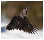 Nocciolaia Nocciolaia