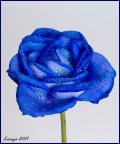 Rosa blu Rosa blu
