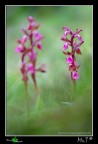 ...Orchis collina... ...Orchis collina...