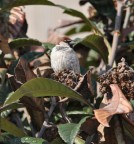 passerotto passerotto