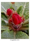 Primula in bocciolo