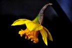 fiore 2 fiore 2
