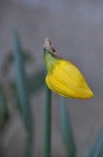 fiore3 fiore3