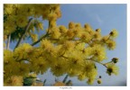 Mimosa