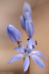 Scilla Bifoglia Scilla Bifoglia