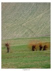 I salici 3+1