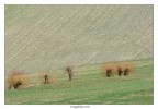Alieni solitari
