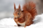 Red Squirrel Red Squirrel