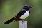 Willie Wagtail (Rhipidura leucophrys) Willie Wagtail (Rhipidura leucophrys)