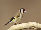 Cardellino (Carduelis carduelis) Cardellino (Carduelis carduelis)