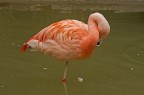 Fenicottero Fenicottero
