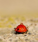 Il peso della vita Il peso della vita