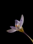 crocus..... natural vs flash light crocus..... natural vs flash light