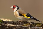 Cardellino (Carduelis carduelis) Cardellino (Carduelis carduelis)