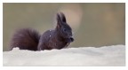 Squirrel Squirrel