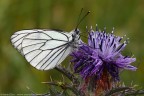 Aporia crataegi (Pieride del biancospino) Aporia crataegi (Pieride del biancospino)