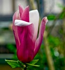 magnolia magnolia