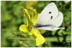 Pieris Brassicae