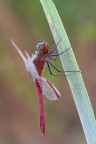 Sympetrum pedemontanum (maschio) Sympetrum pedemontanum (maschio)
